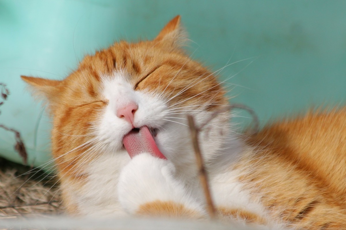 猫を飼うためのお金