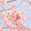 つみたてNISAを始めるなら今がチャンス。春のキャンペーンまとめ