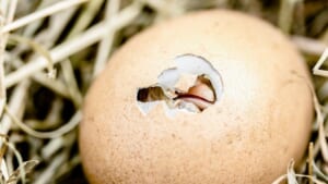 PayPayカード ゴールドが爆誕。1