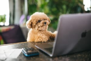 売上300万円以下でも帳簿書類を保存しておければ事業所得と認められるかも